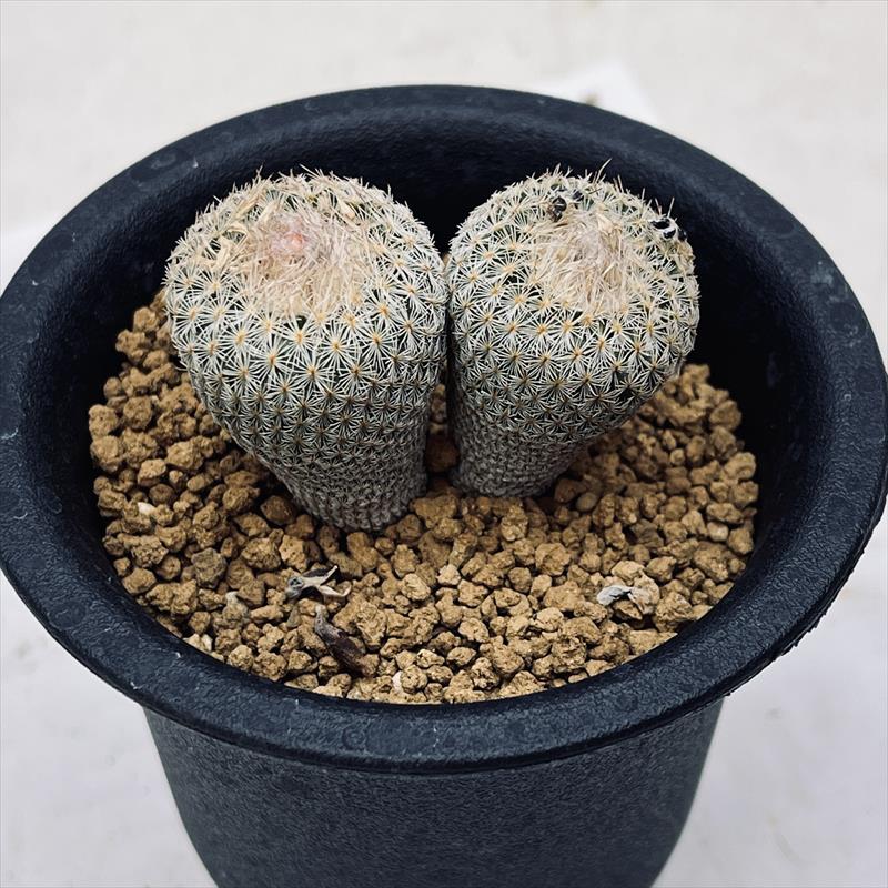赤刺エリオカクトイデス 実生 鉢植えメルカリ便送料込み 菊水大型タイプ 実生 鉢植えメルカリ便送料込み - メルカリ