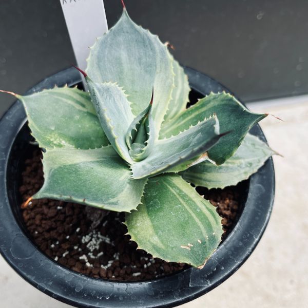 楽天市場】多肉植物：アガベ ポタトルム錦 覆輪 トレードウィンズ*幅