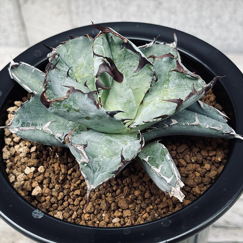 楽天市場】多肉植物：アガベ チタノタ錦 黄覆輪*幅16cm 現品
