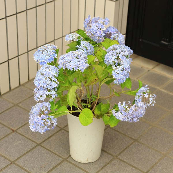 楽天市場】アジサイ 万華鏡 ブルー 5号鉢 ハイドランジア 紫陽花