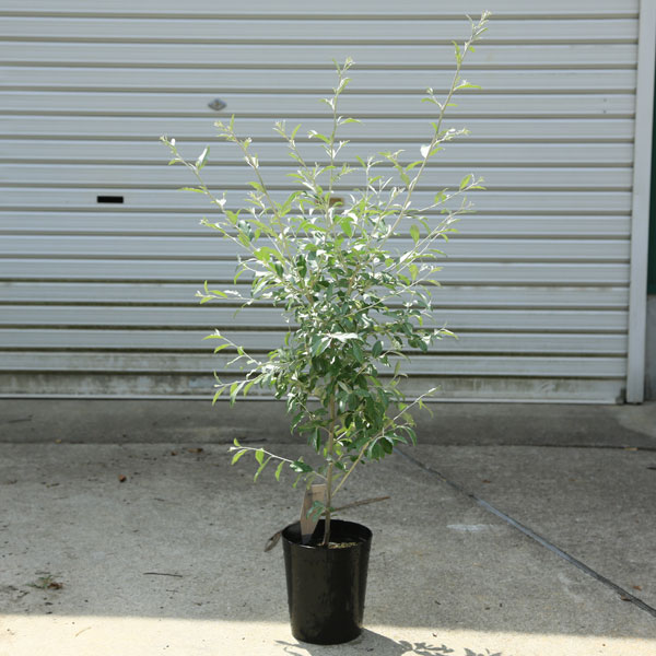 【楽天市場】庭木・植木:ロシアンオリーブ(細葉グミ)ヤナギバグミ:遊恵盆栽 楽天市場店