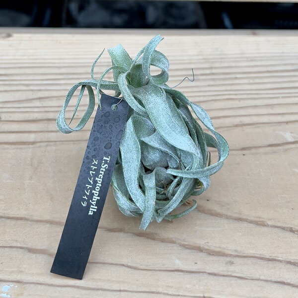 楽天市場】(現品) チランジア 'レッドロビン' (No.21976) (エアー