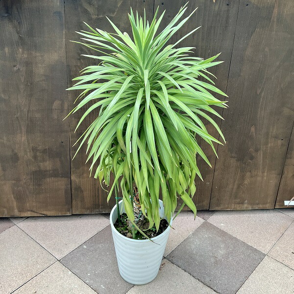 楽天市場】【現品】ユッカ デスメティアナ 6号 : 千草園芸