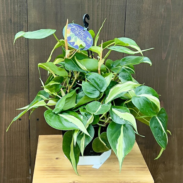 楽天市場】おしゃれ 観葉植物：オキシカルジウム クリームスプラッシュ*斑入り葉 フィロデンドロン5号 吊り鉢 Philodendron : 遊恵盆栽  楽天市場店