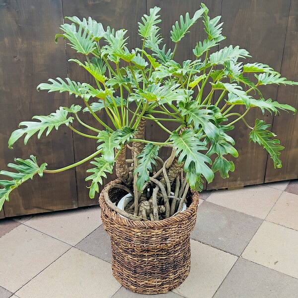 楽天市場】おしゃれ 観葉植物 ：フィロデンドロン クッカバラ*プラポット Philodendron kookaburra : 遊恵盆栽 楽天市場店