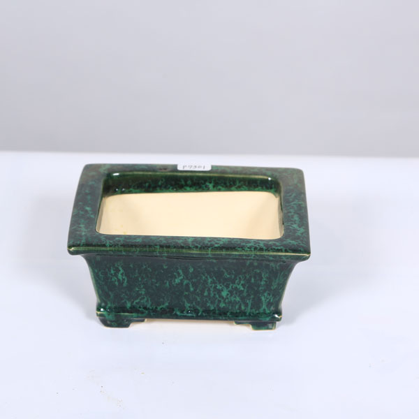 盆栽小鉢：桂雲　長方ソリ鉢　13.3cm 【現品】