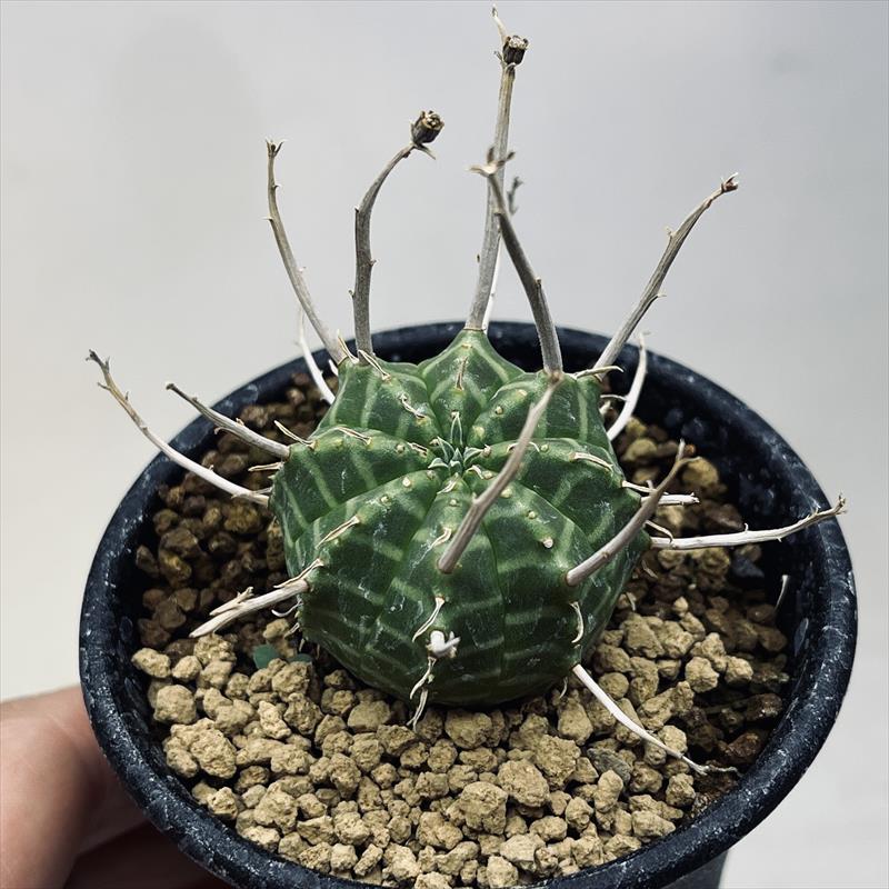 楽天市場】多肉植物：ユーフォルビア ホリダ*SS 幅2.5cm ☆赤松実生 : 遊恵盆栽 楽天市場店