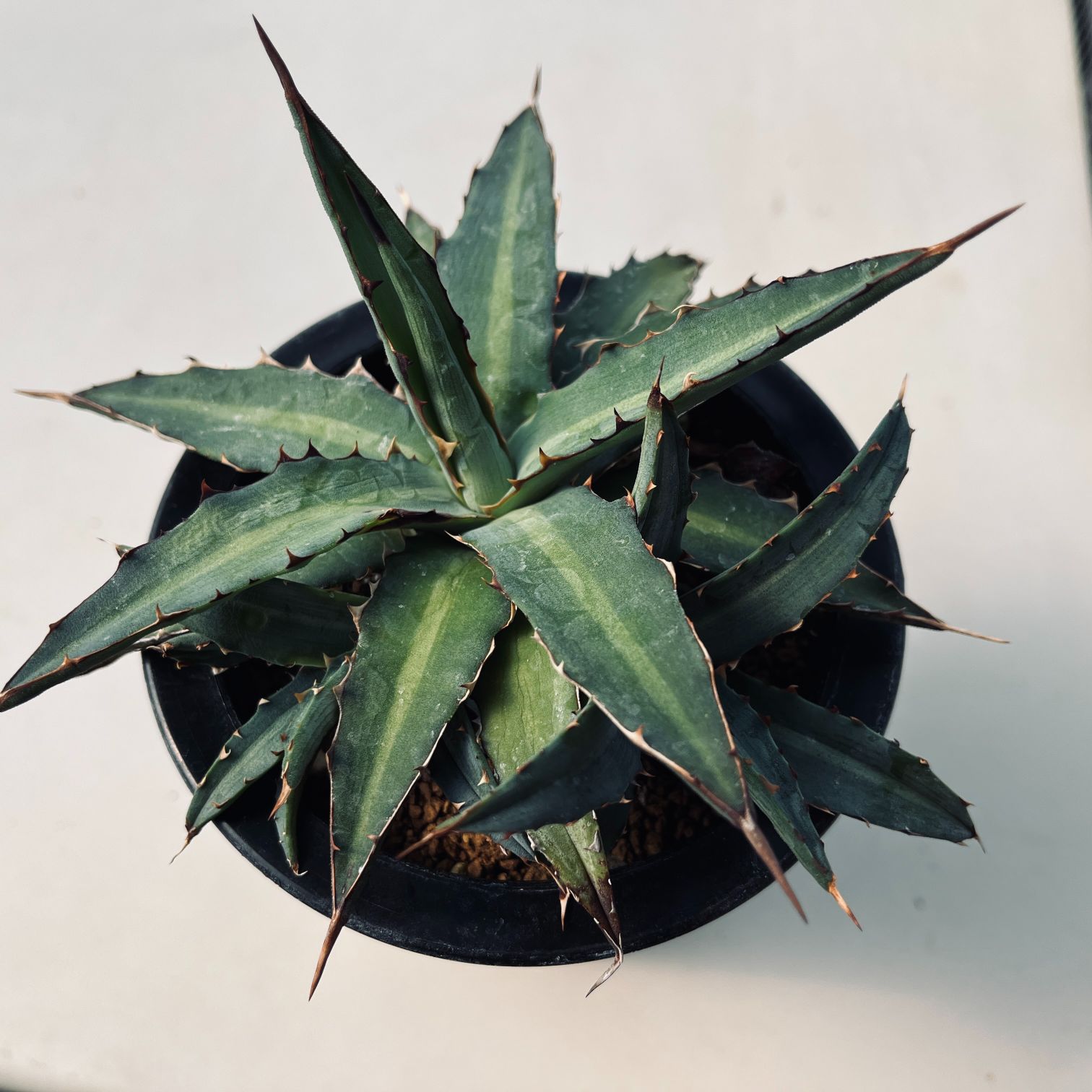 楽天市場】多肉植物：マンフレダ × アガベ パープルスポット*L 幅