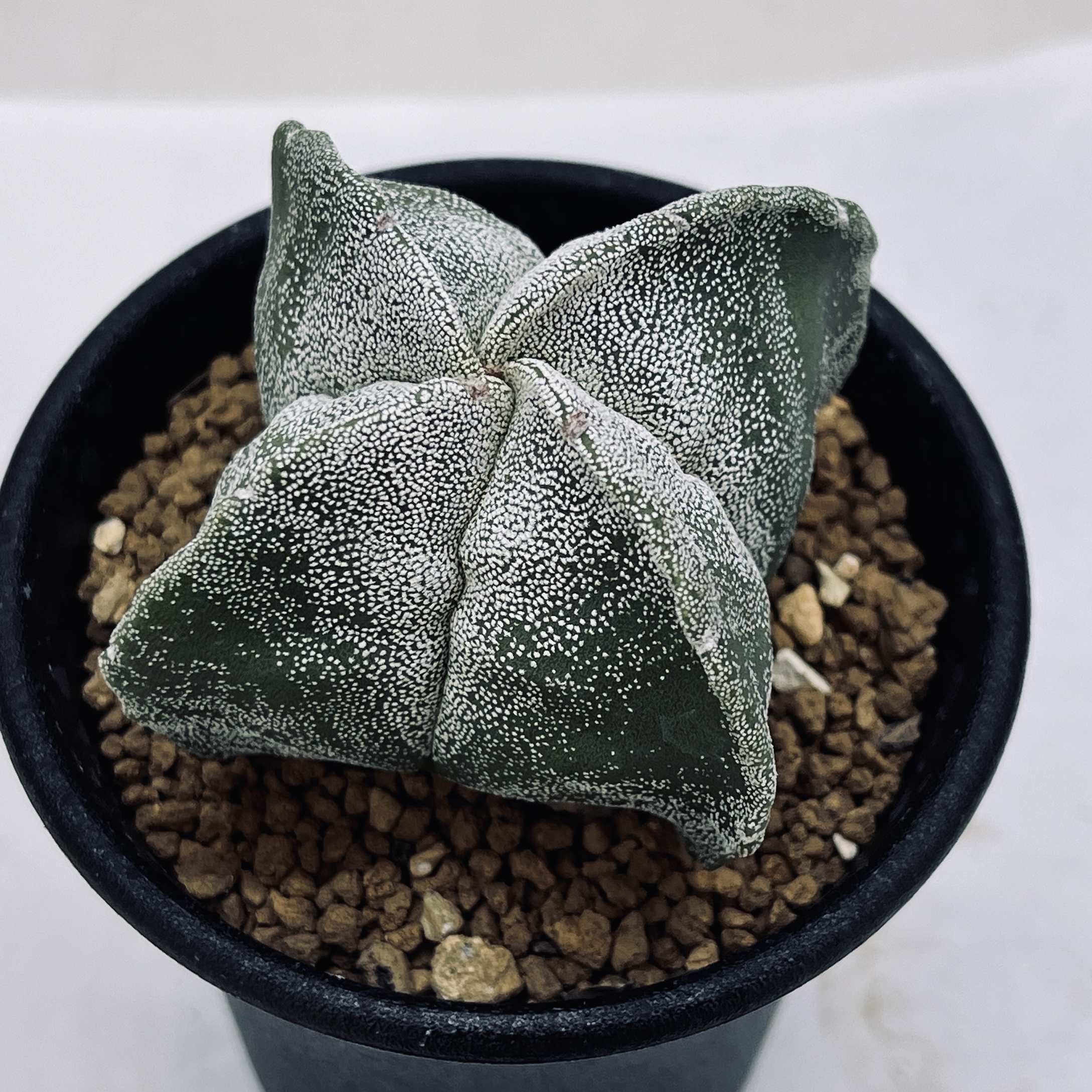 楽天市場】クジャクサボテン（孔雀仙人掌） みなとまつり6号 : 千草園芸