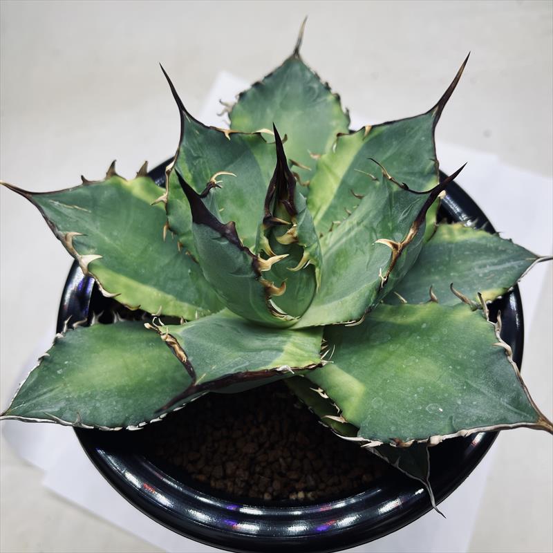 アガベ　ユタエンシス「ネバデンシス鮮明黄覆輪斑」子株 アガベ ユタエンシス「ネバデンシス鮮明黄覆輪斑」子株 アガベ