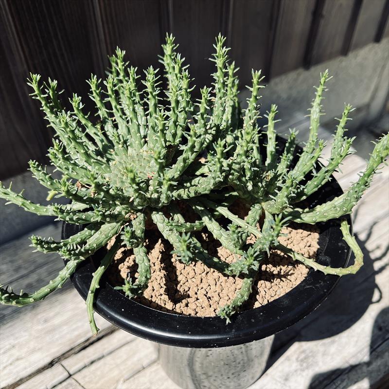 楽天市場】コーデックス：ユーフォルビア アトロビリディス*塊幅5cm