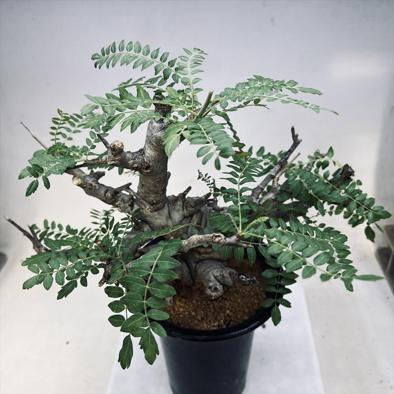 キフォステンマ　ウター　var ウター　実生　コーデックス　塊根植物　サボテン 楽天市場】