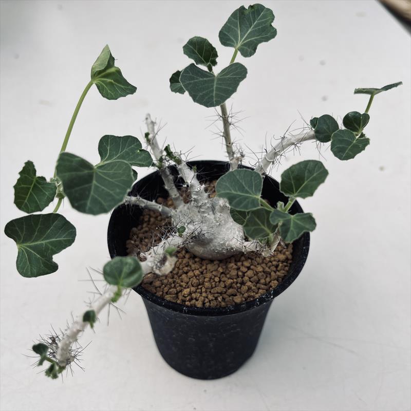 楽天市場】コーデックス：キフォステンマ ウター マクロプス*塊根幅