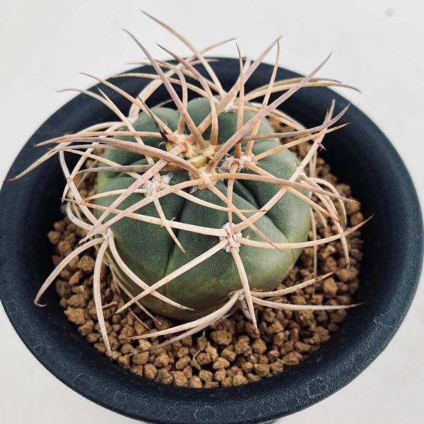 サボテン　実生　スーパーバッテリー 楽天市場】サボテン：ギムノカリキウム 長刺バッテリー 実生*幅6cm