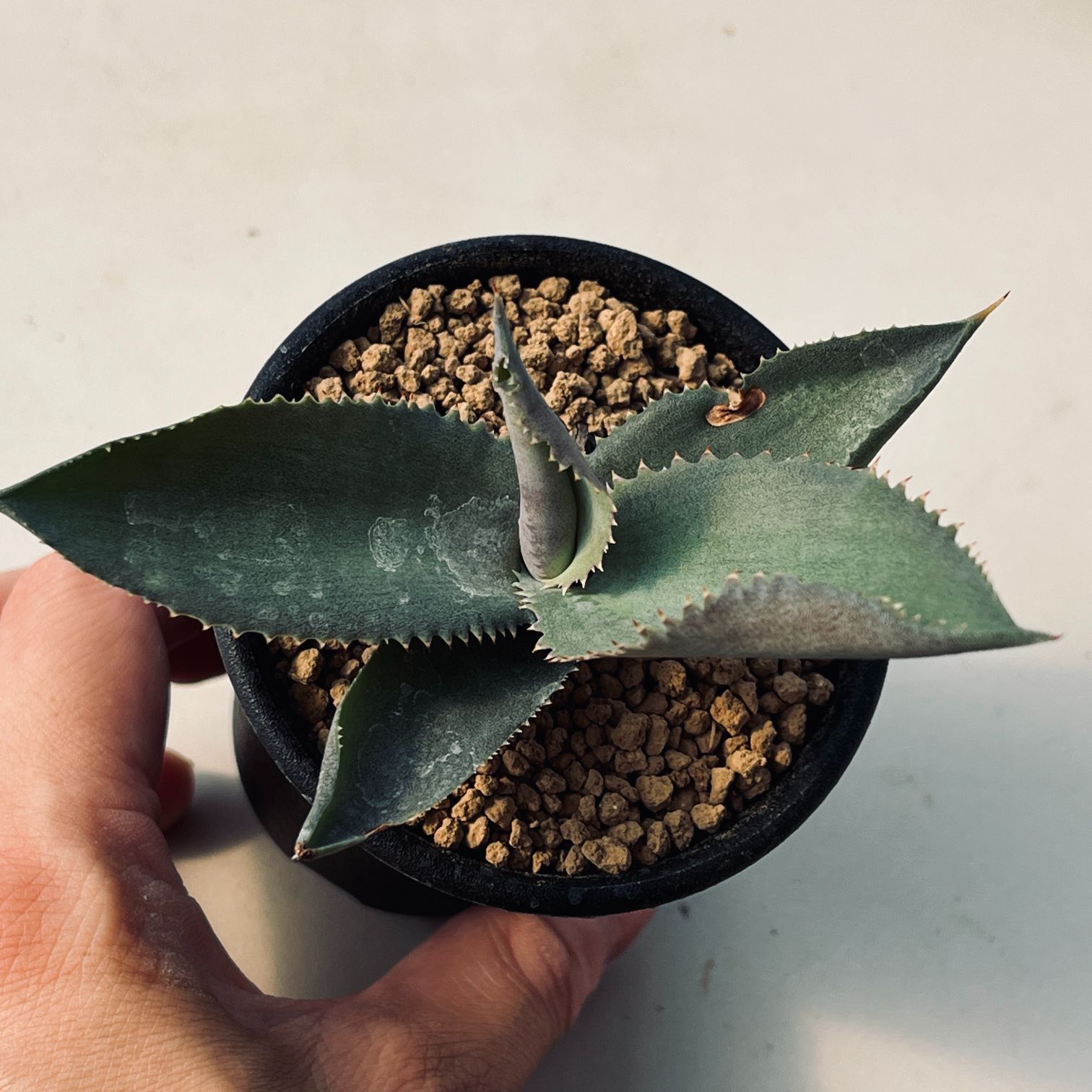 楽天市場】多肉植物：アガベ セルシーノバ*幅11cm : 遊恵盆栽 楽天市場店