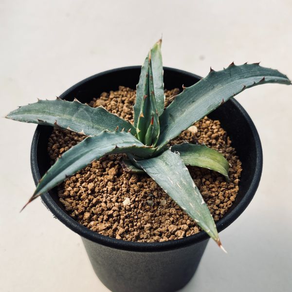 楽天市場】多肉植物：アガベ ボビコルヌータ*S 幅15cm : 遊恵盆栽