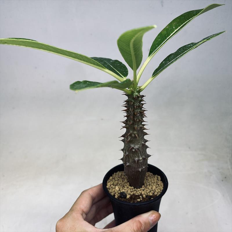 楽天市場】コーデックス：パキポディウム ウィンゾリー 国内実生