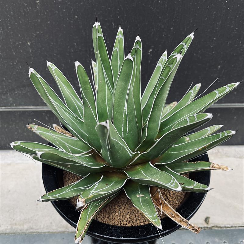 楽天市場】多肉植物：アガベ 笹の雪錦 黄中斑*S 幅10cm : 遊恵