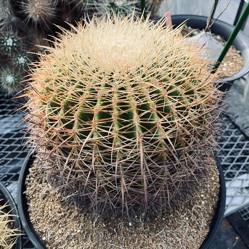 多肉植物｜金鯱錦 斑入り】金鯱 サボテン 金鯱錦 多肉植物 斑入りサボテン