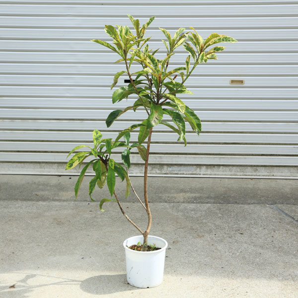 楽天市場】ビワの木（枇杷の木/びわの木） 長崎早生(ナガサキワセ