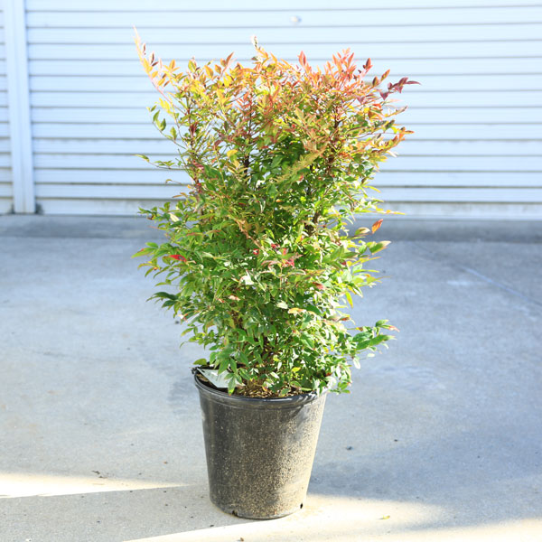 楽天市場】送料無料！ 厄除け・縁起良しの庭木：紅白南天*(特選品