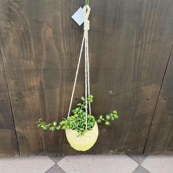 おしゃれ　観葉植物　鉢カバー選べる：フィロデンドロン オルナツム*シロガネカズラ 吊り鉢カバー ハンギング
