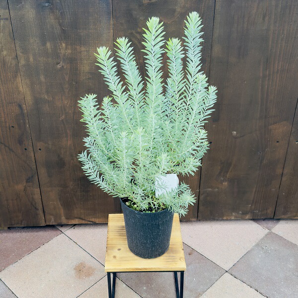 楽天市場】【エントリーで！プラスP5倍】アカシア・ブルーブッシュ