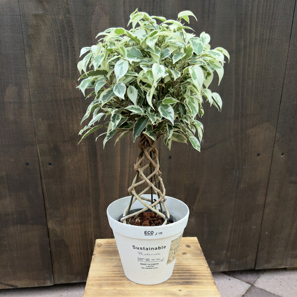 楽天市場】観葉植物 フィカス・ベンジャミン・ブラック（タワー仕立て