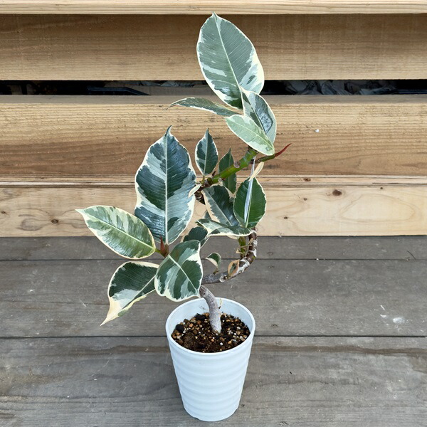 楽天市場】フィカス エラスティカ ティネケ 6号サイズ 鉢植え 高さ70cm