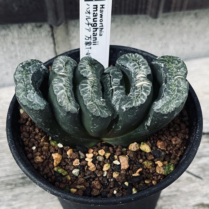 大型玉扇  美品 楽天市場】多肉植物：ハオルチア 玉扇 大型おたふく*幅7cm : 遊恵盆栽