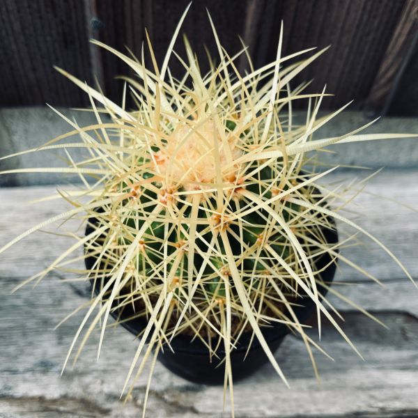 楽天市場】サボテン：エキノカクタス 金鯱錦*幅12cm 現品！一品