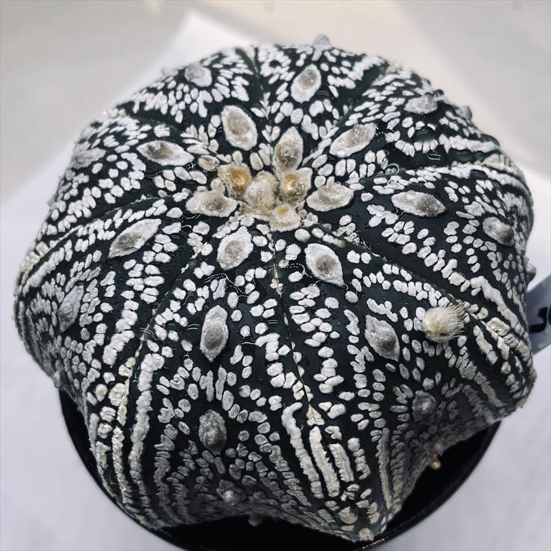 楽天市場】サボテン：アストロフィツム ミラクル兜の実生*幅3.5cm