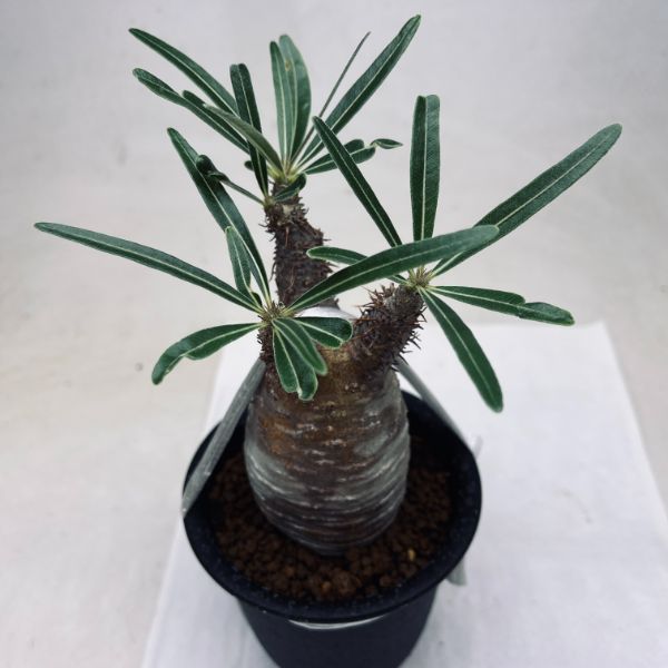 楽天市場】コーデックス：パキポディウム グラキリス 発根済*塊根幅