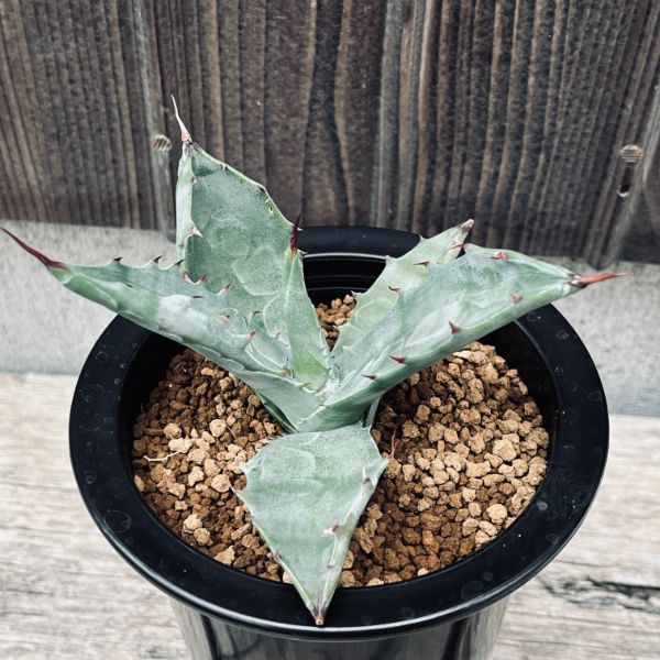 楽天市場】多肉植物：アガベ オテロイ シエラミクステカ FO-076*幅