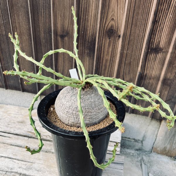 楽天市場】コーデックス：ユーフォルビア デシドゥア 蓬莱島