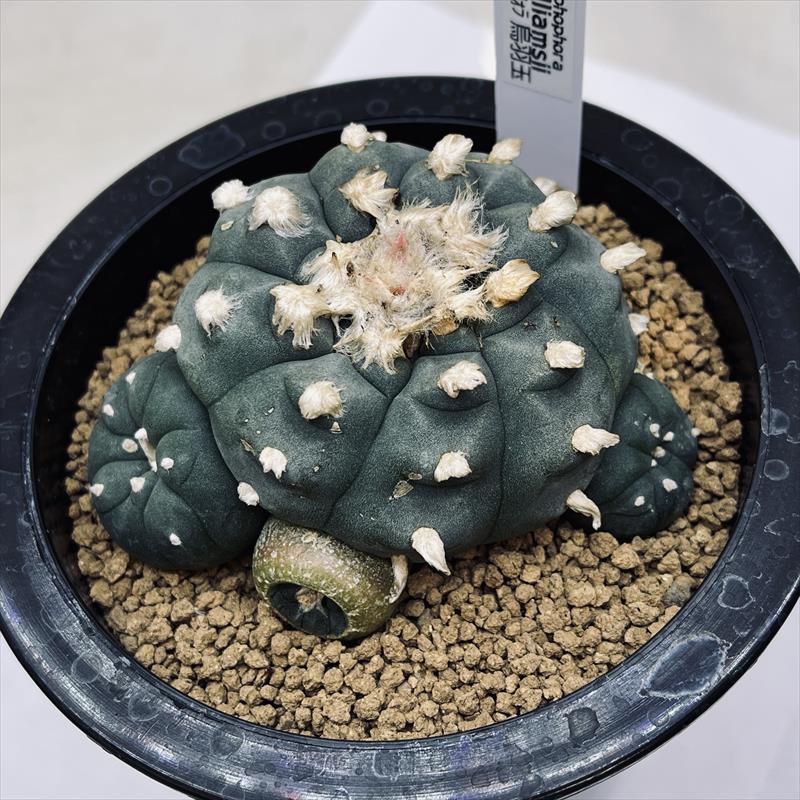 楽天市場】☆特価☆サボテン：ネオポルテリア 暗黒玉*幅4cm : 遊恵