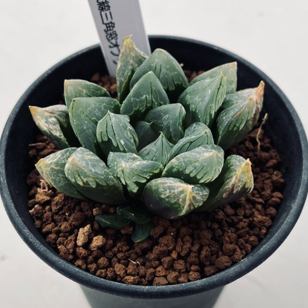 楽天市場】多肉植物：ハオルチア 指輪物語*幅6cm : 遊恵盆栽 楽天市場店