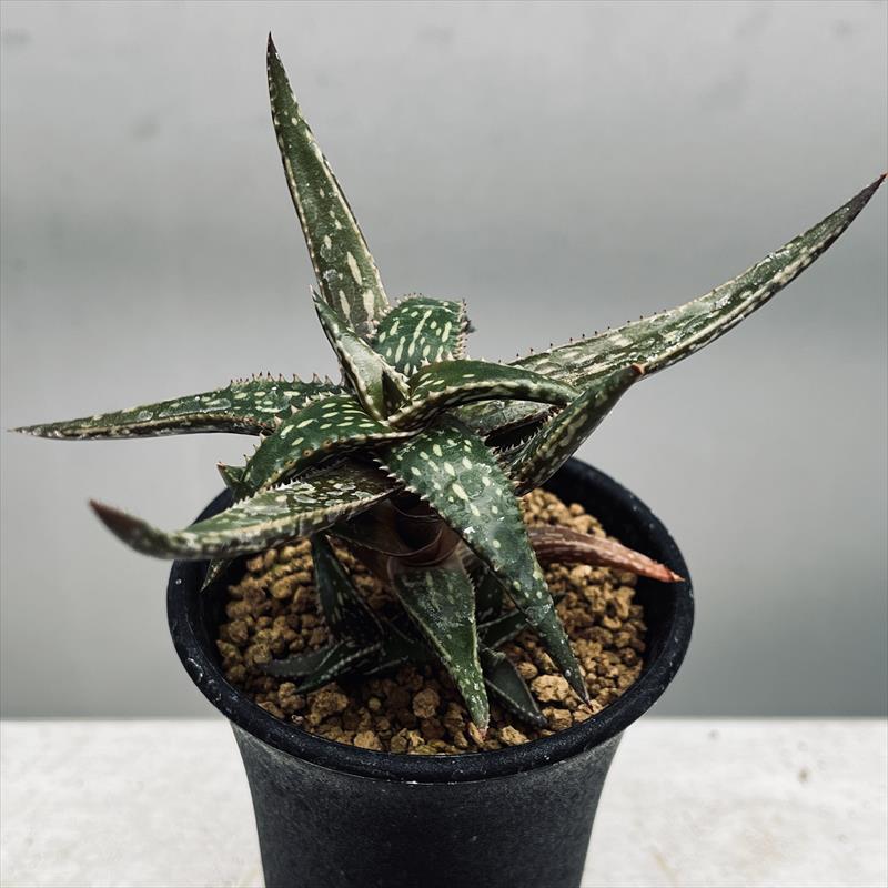 アロエ　ストリアータ　錦　斑入特大　ハオルチア・アロエ 観葉植物 多肉植物 ハオルチア 裏般若錦 極上斑 観葉植物 - ハオルチア