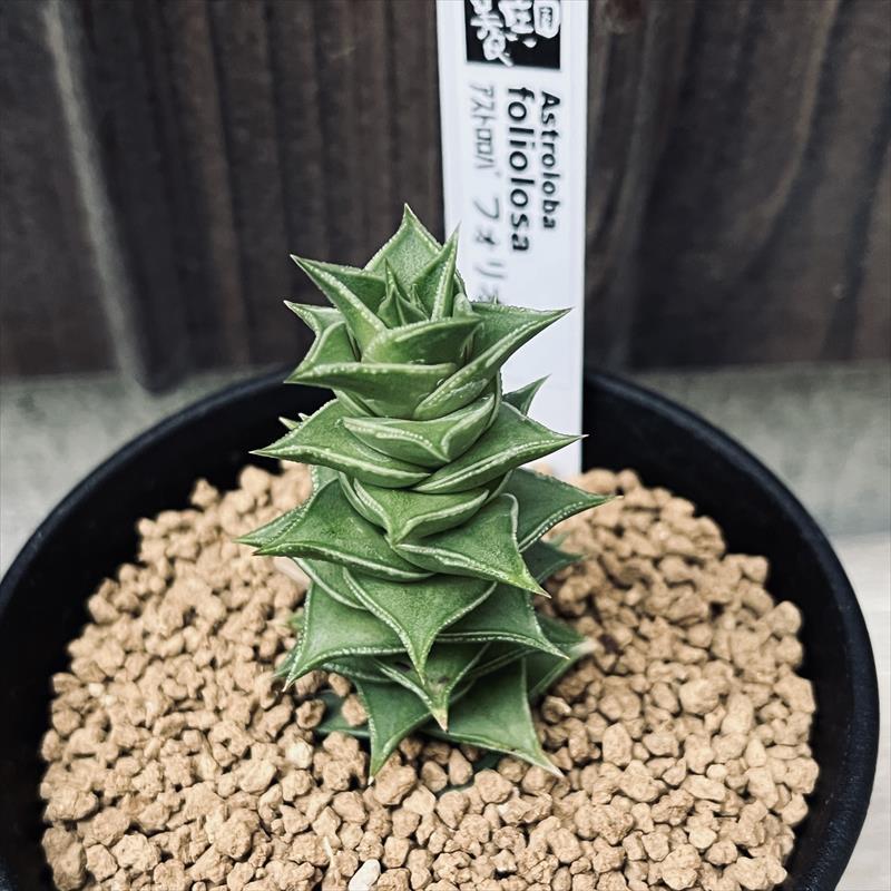 楽天市場】多肉植物：アストロロバ ハリー*幅6cm 現品 一品