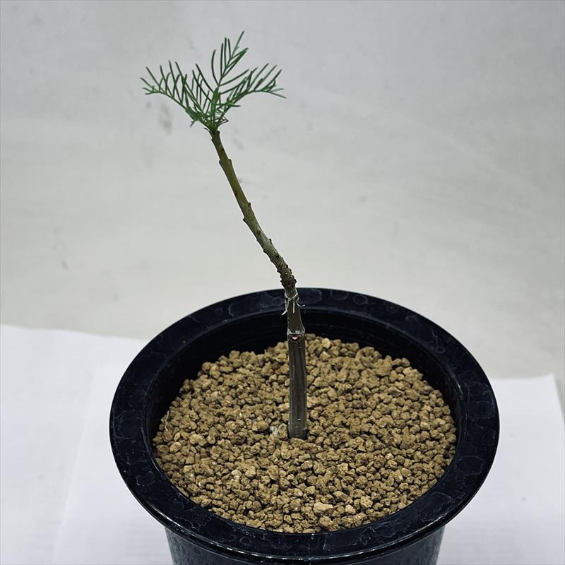 楽天市場】コーデックス：マテレア シクロフィラ 実生*M 塊根幅4.5cm