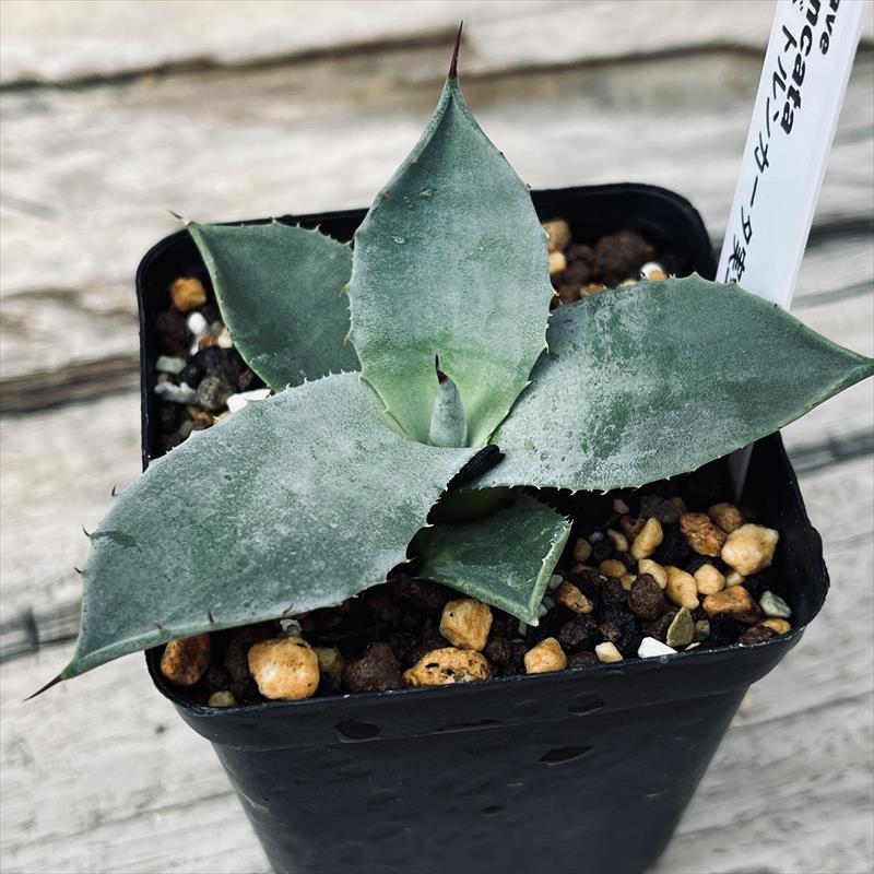 アガベ Kari CRAZY アガベ