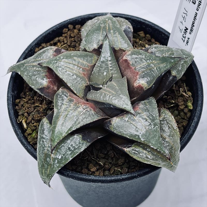 楽天市場】多肉植物：ハオルチア 指輪物語*幅6cm : 遊恵盆栽 楽天市場店