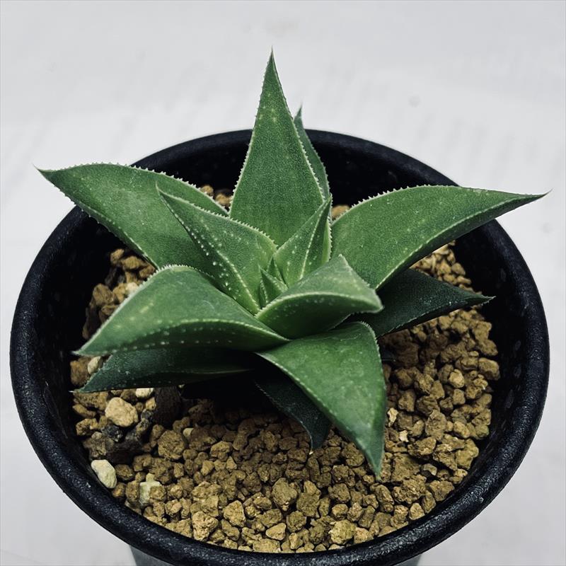 楽天市場】多肉植物：ハオルチア 江隅氏マグニフィカ*幅5cm : 遊恵