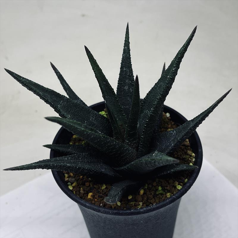 アストロロバ　ハリー　大株 astroloba 'Harry' アストロロバ「ハリー」(Medium Size Plant