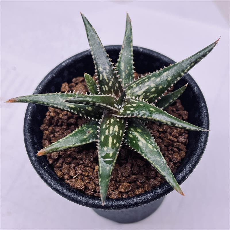 楽天市場】多肉植物：アロエ・ストリアータ錦*16cm : 遊恵盆栽
