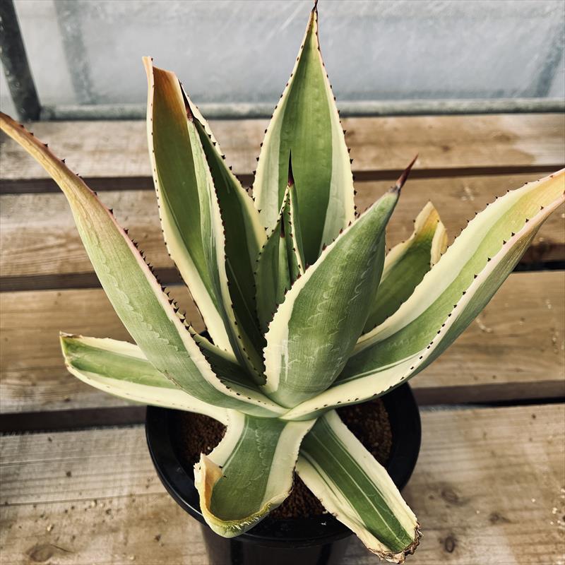 楽天市場】多肉植物：アガベ セルシーノバ*幅11cm : 遊恵盆栽
