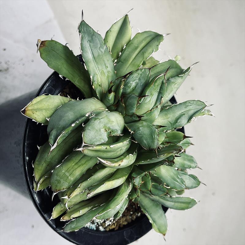 多肉植物：アガベ　チタノータ綴化*幅15ｃｍ　現品！一品限り