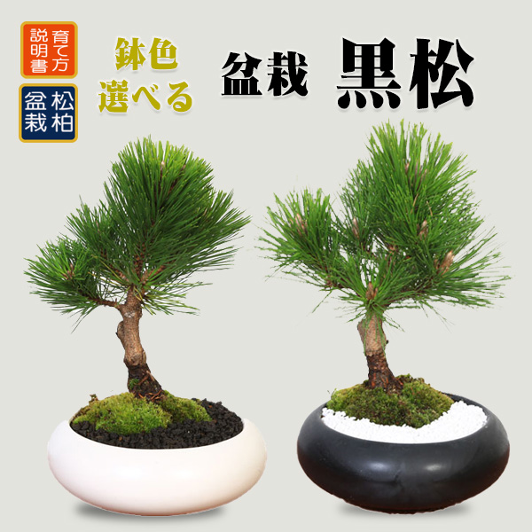 158 盆栽　盆栽鉢　植木鉢　和鉢　松寿 寿松の盆栽を販売｜入門は盆栽妙 – 盆栽妙 本店