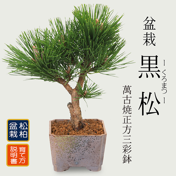 間もなく掲載終了‼️ 黒松盆栽 中型 茶色鉢 黒松 盆栽 鉢」の人気商品一覧 | 安い商品を通販サイトから探す