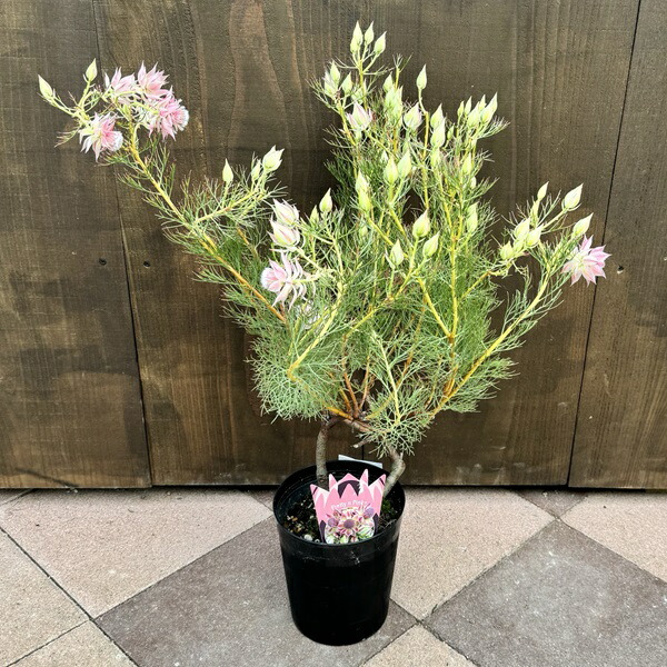 楽天市場】ジョーイセルリア ブラッシングブライド おしゃれ 観葉植物